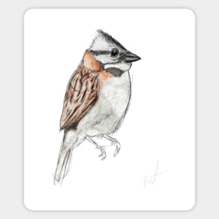 Bird sketch Sticker